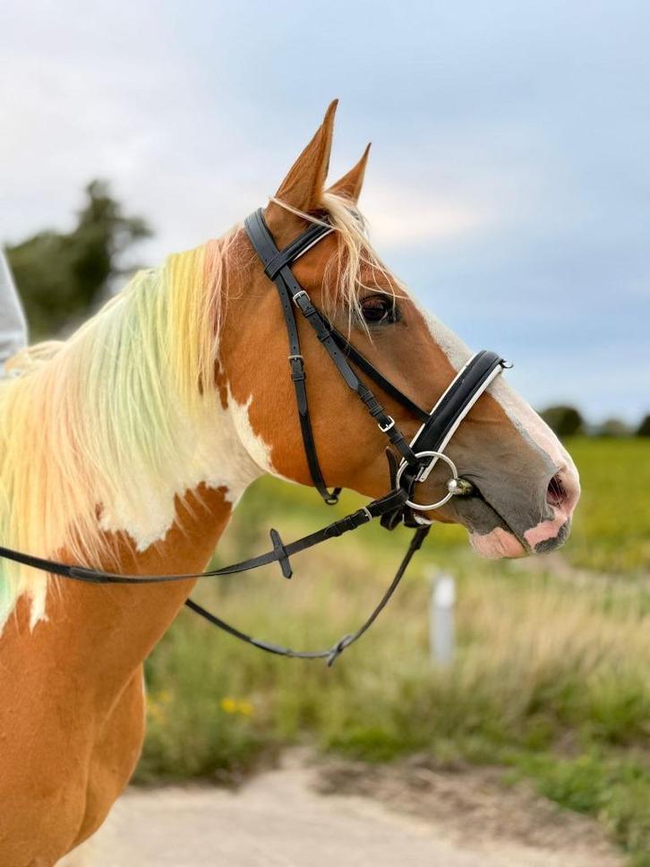 Leuk buitenrit maatje, Dieren en Toebehoren, Stalling en Weidegang