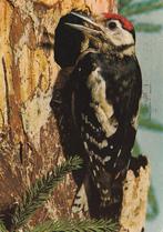 GROTE  BONTE  SPECHT, Verzamelen, Postkaarten | Dieren, Verzenden, Gelopen, Vogel