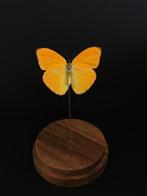 Véritable Papillon Exotique Phoebis Argante du Pérou globe, Insecte, Animal empaillé, Enlèvement ou Envoi, Neuf
