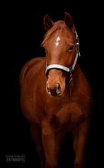 Knappe quarter horse merrie te koop, Dieren en Toebehoren, Westernpony, C pony (1.27m tot 1.37m), Onbeleerd, Merrie