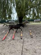 Lieve a-pony zoekt goede thuis, Dieren en Toebehoren, Pony's, Niet van toepassing, A pony (tot 1.17m), 7 tot 10 jaar, Merrie