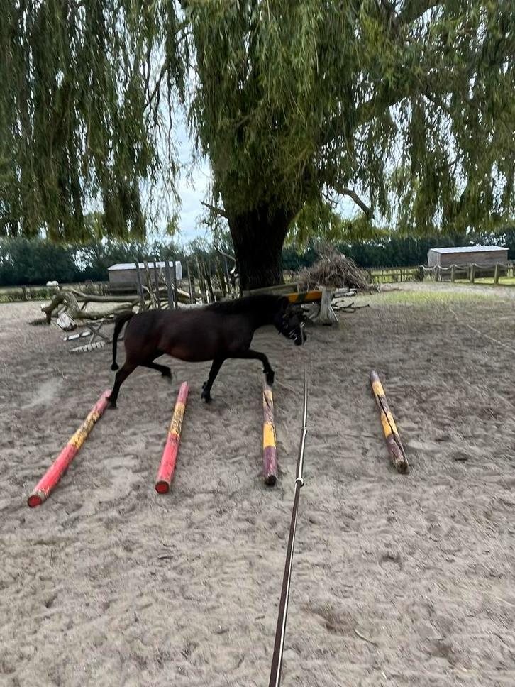 Lieve a-pony zoekt goede thuis, Dieren en Toebehoren, Pony's, Merrie, Niet van toepassing, A pony (tot 1.17m), 7 tot 10 jaar, Gechipt
