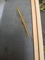 GRATIS - Wandelende takken, Ophalen