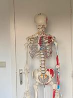 Skelet geneeskundestudent, Diversen, Schoolbenodigdheden, Ophalen