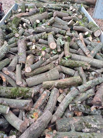 Brandhout eik beschikbaar voor biedingen