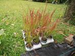 Imperata cylindrica 'Red Baron' JAPANS BLOEDGRAS, Tuin en Terras, Planten | Tuinplanten, Ophalen, Vaste plant, Siergrassen