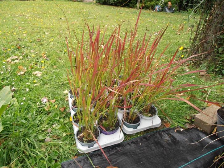 Imperata cylindrica 'Red Baron' JAPANS BLOEDGRAS, Tuin en Terras, Planten | Tuinplanten, Vaste plant, Siergrassen, Ophalen