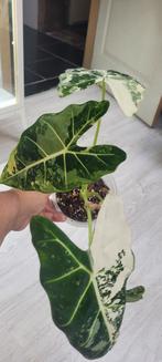 Alocasia frydek variegated, Ophalen