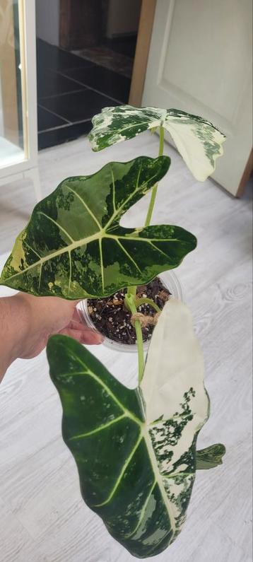 Alocasia frydek variegated, Huis en Inrichting, Kamerplanten, Ophalen
