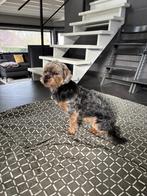 Hondendeken voor achterbank auto, Dieren en Toebehoren, Honden-accessoires, Ophalen, Zo goed als nieuw