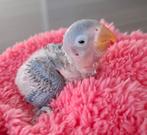 Agapornis handopfok