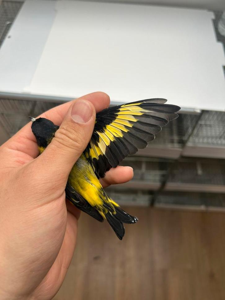 Tarins, Dieren en Toebehoren, Vogels | Toebehoren, Ophalen