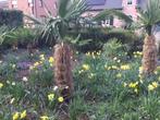 Palmbomen Trachycarpus, Ophalen, Lente, Palmboom, 100 tot 250 cm