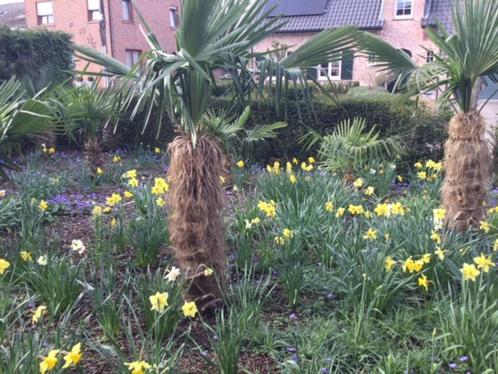 Palmbomen Trachycarpus, Tuin en Terras, Planten | Bomen, Palmboom, 100 tot 250 cm, Lente, Ophalen
