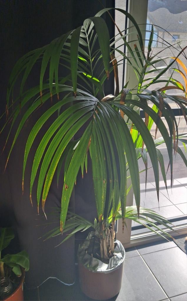 Grote plant met pot , heeft wel wat liefde nodig, Ophalen