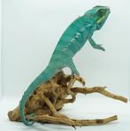Caméléon panthère Nosy Be mâle – subadulte, Animaux & Accessoires, Reptiles & Amphibiens, Autres espèces, Domestique, 0 à 2 ans