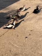 Barberie eenden, Plusieurs animaux