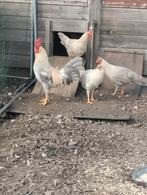 Broedeieren leghorn isabelpattijs, Dieren en Toebehoren, Pluimvee, Geslacht onbekend, Kip
