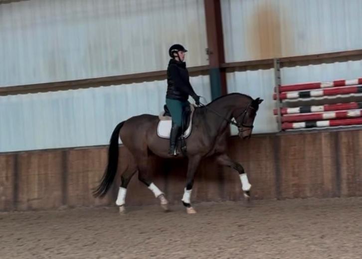 ️ Opvallende grote ruin met veel kwaliteit ️ braaf, Animaux & Accessoires, Chevaux, Hongre, Z, 175 cm ou plus, 7 à 10 ans, Cheval de dressage