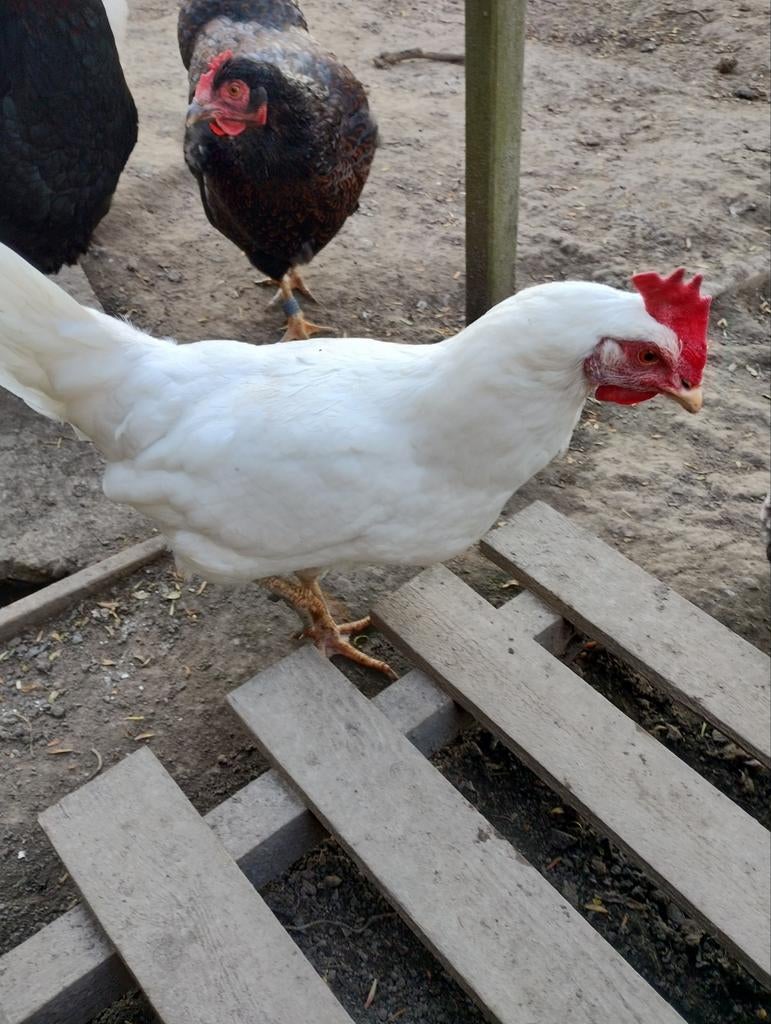 Witte legkippen, Dieren en Toebehoren, Pluimvee, Vrouwelijk, Kip