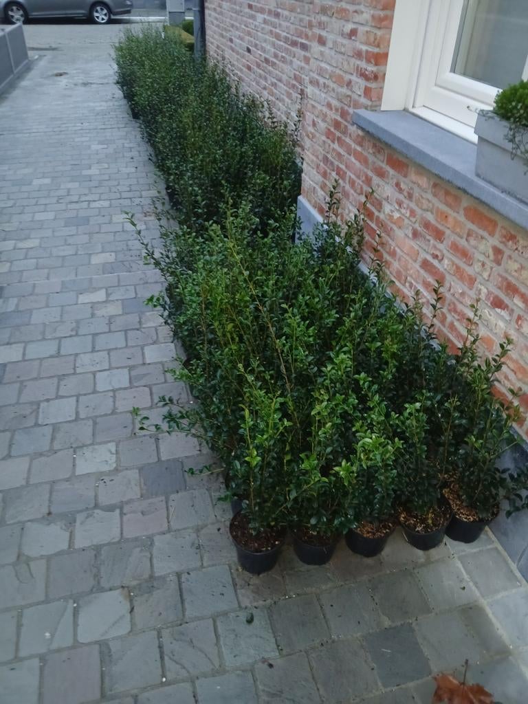 ‼️osmanthus Burkwoodii aan promoprijzen ‼️, Jardin & Terrasse, Plantes | Arbustes & Haies, Enlèvement, Taxus