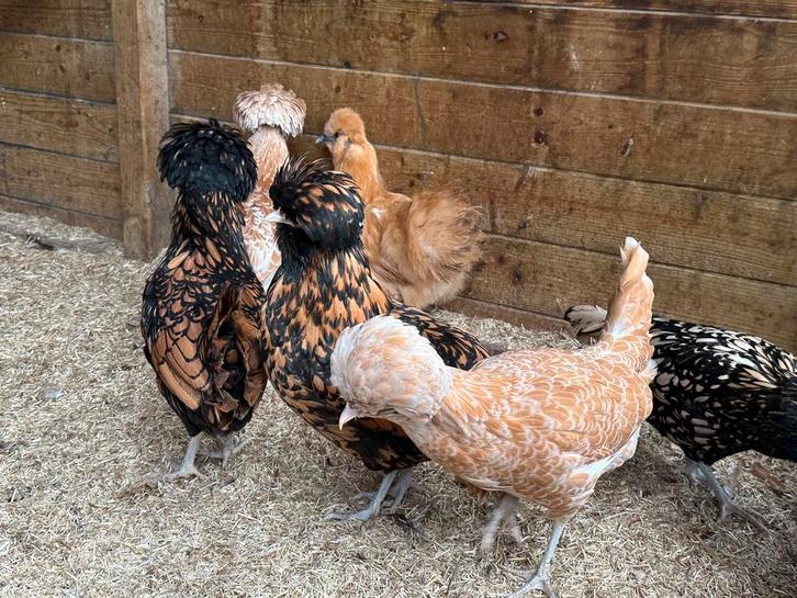 Padua , hollandse baardkuifhoen, Animaux & Accessoires, Volatiles