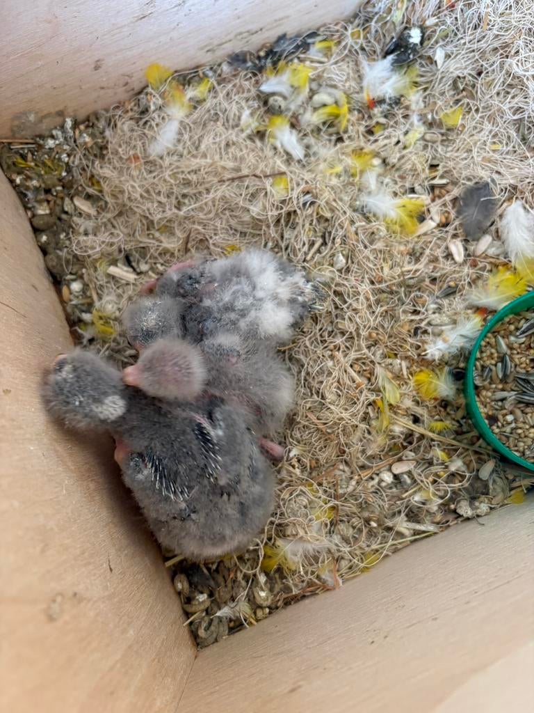 Kakarikis, Sexe inconnu