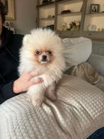 Mini pomeriaan puppy( bear face), Parvo, België, Particulier, Keeshond