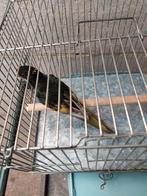 Te koop, Plusieurs animaux, Perruche, Bagué