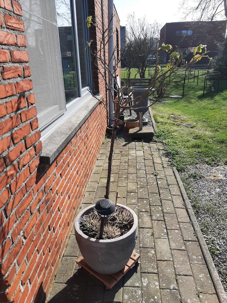 Pot met rozenstruik, Ophalen