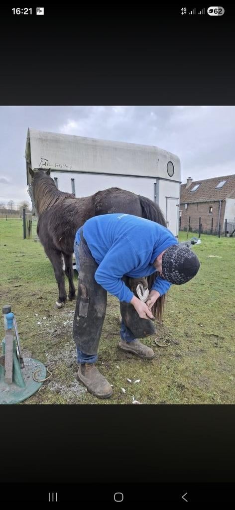 Professioneel bekappen paard pony ezel, Enlèvement