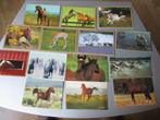 paarden postkaarten 20st nieuw, Enlèvement, Non affranchie, Cheval