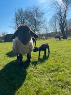 Suffolk schaap, Mouton