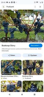 Blauwe druiven glory Boskoop buiten eetdruif, Ophalen