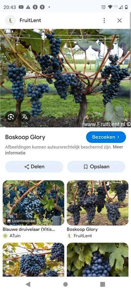 Blauwe druiven glory Boskoop buiten eetdruif, Tuin en Terras, Planten | Fruitbomen, Ophalen