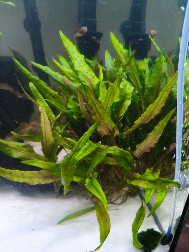 Plante aquatique