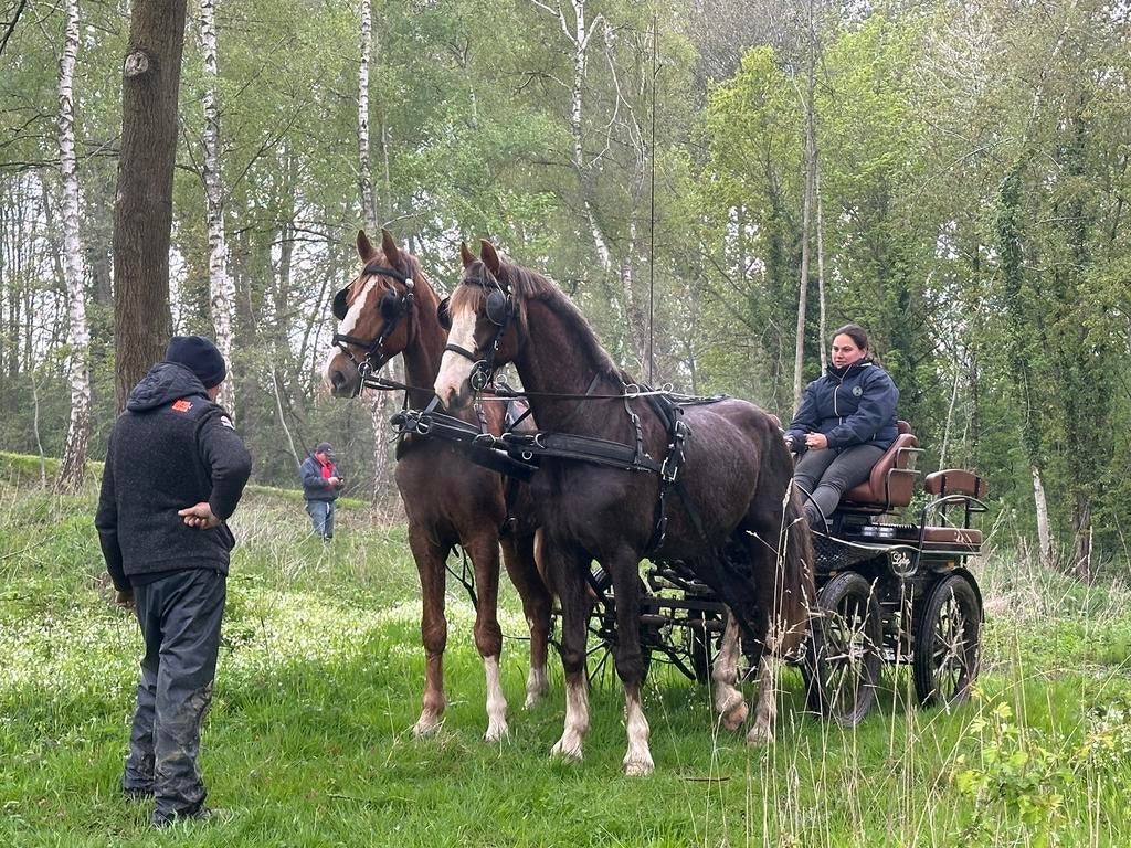 Tuigpaard ruin - KWPN, Animaux & Accessoires, Chevaux, Hongre, Débourré, Cheval d'attelage