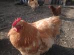 Orpington buff haan, Dieren en Toebehoren, Pluimvee