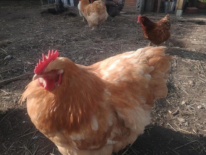 Orpington buff haan, Dieren en Toebehoren, Pluimvee