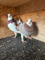 Koppel sierduiven, Dieren en Toebehoren, Vogels | Duiven, Meerdere dieren, Tuimelaar of Roller