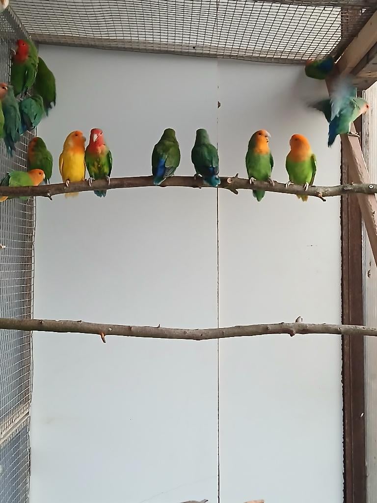 jumbo/roseicollis-collies, Dieren en Toebehoren, Vogels | Parkieten en Papegaaien, Meerdere dieren, Dwergpapegaai of Agapornis