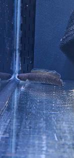 Channa andrao +-10cm, Enlèvement