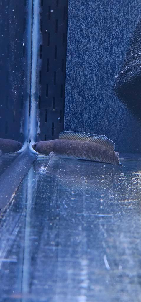 Channa andrao +-10cm, Animaux & Accessoires, Poissons | Aquariums & Accessoires, Enlèvement