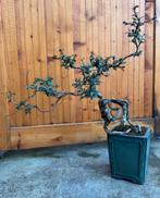 Bonsaï Ulmus Parvifolia - Bonsaï Orme de chine, Enlèvement ou Envoi, En pot, Moins de 100 cm, Autres espèces