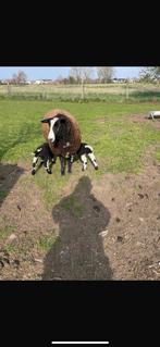 Zwartbles 1boklam 1ooilam