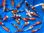 Sakazume Tosai 13-16cm. EENMALIGE AANBIEDING 30 voor €360, Dieren en Toebehoren, Vissen | Vijvervissen, Karper of Koi