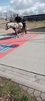 Zazou Brown de 1,25, Animaux & Accessoires, Box & Pâturages