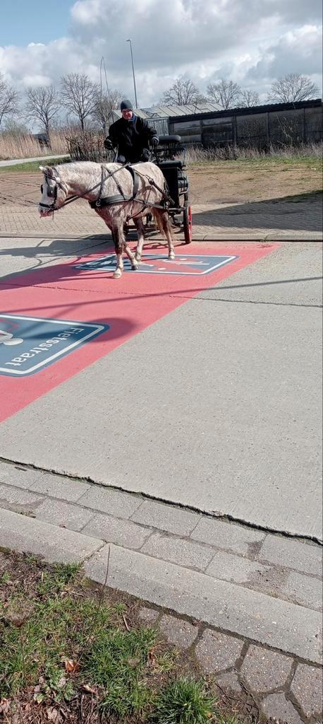 Zazou Brown de 1,25, Animaux & Accessoires, Box & Pâturages