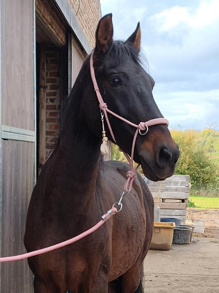 Spaanse ruin, Animaux & Accessoires, Chevaux, Hongre