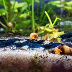 Blauwe Neocaridina garnalen te koop, Dieren en Toebehoren